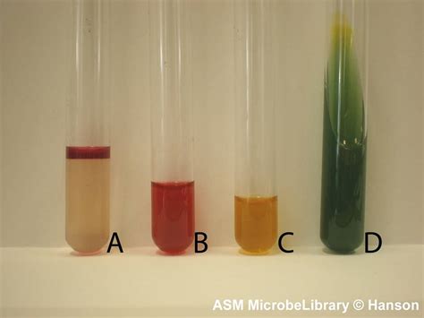 biochemical test for e.coli